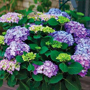 Hydrangea macrophylla PP25836 / Proven Winners® Color Choice® Let's Dance® Rhythmic Blue® from David's Nursery Hydrangea macrophylla PP25836 / Proven Winners® Color Choice® Let's Dance® Rhythmic Blue® - Hydrangea Macrophylla (Mop Head)