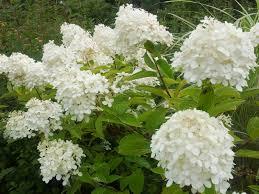 Hydrangea paniculata PP22782 / Proven Winners® Color Choice® Bobo® from David's Nursery Hydrangea paniculata PP22782 / Proven Winners® Color Choice® Bobo® - Hydrangea Paniculata (Panicle)
