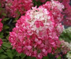 Hydrangea paniculata PP25438 / First Editon® Strawberry Sundae® from David's Nursery Hydrangea paniculata PP25438 / First Editon® Strawberry Sundae® - Hydrangea Paniculata (Panicle)