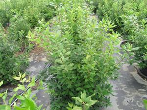 Ilex v. Winter Gold Femal Winterberry from David's Nursery