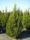 Juniperus virginiana Emerald Sentinel™ - Cedar