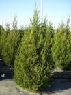 Juniperus virginiana Emerald Sentinel™ from David's Nursery Juniperus virginiana Emerald Sentinel™ - Cedar