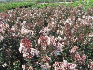 Lagerstroemia Burgundy Cotton from David's Nursery Lagerstroemia Burgundy Cotton - Lagerstroemia (Crape Myrtle)
