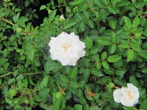 Rosa Sea Foam - Roses