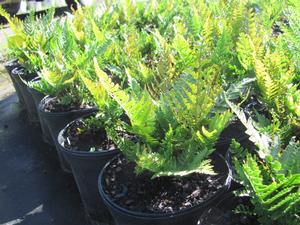 Fern Autumn Brilliance from David's Nursery Fern Autumn Brilliance - Dryopteris