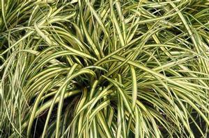 Carex o. Evergold - 