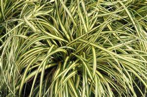 Carex o. Evergold from David's Nursery