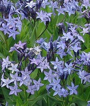Amsonia Blue Ice Amsonia from David's Nursery