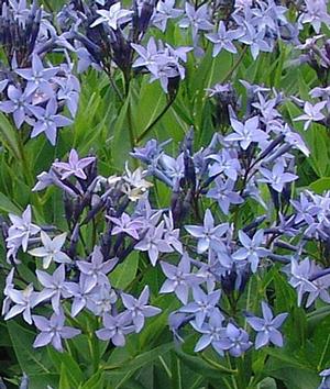 Amsonia Blue Ice - Amsonia