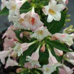 Weigela florida PP24585 / Proven Winners® Color Choice® Sonic Boom® 'Pearl' from David's Nursery Weigela florida PP24585 / Proven Winners® Color Choice® Sonic Boom® 'Pearl' - Weigela