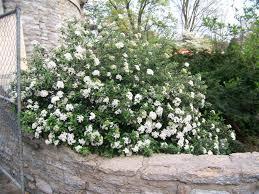 Viburnum X. burkwoodi Convoy from David's Nursery Viburnum X. burkwoodi Convoy - Leatherleaf