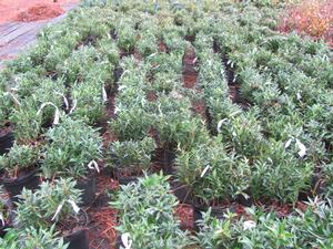 Sarcococca fregrant valley - 