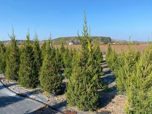 Juniperus chinensis Hetzi Columnaris - 