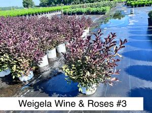 Weigela florida PP10772 / Proven Winners® Color Choice® Wine & Roses® - 