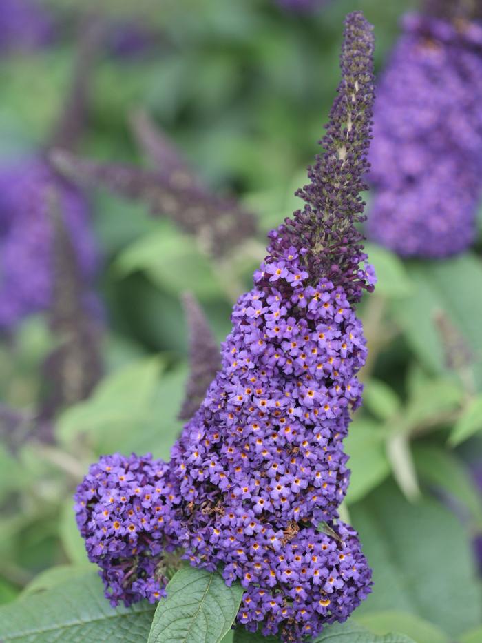 Buddleia Pugster® Blue® from David's Nursery Buddleia Pugster® Blue® - Butterfly Bush