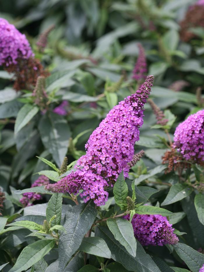 Buddleia Pugster® Periwinkle from David's Nursery Buddleia Pugster® Periwinkle - Butterfly Bush