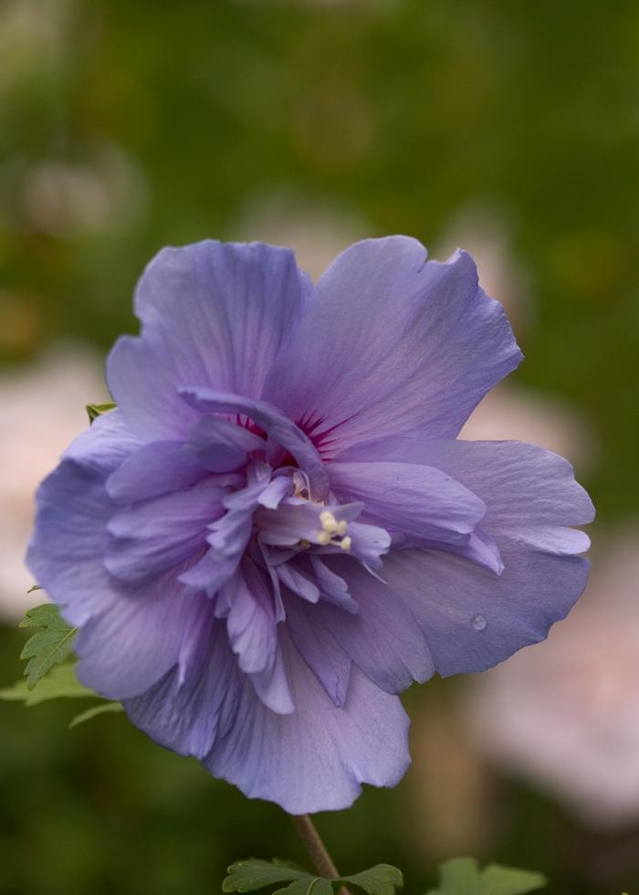 Hibiscus syriacus 'Blue Chiffon®' from David's Nursery Hibiscus syriacus 'Blue Chiffon®' - Rose of Sharon