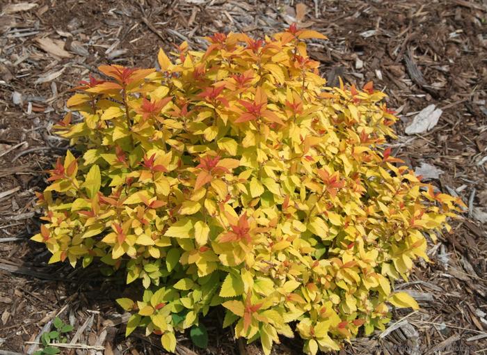 Spiraea japonica 'Double Play® Candy Corn®' from David's Nursery Spiraea japonica 'Double Play® Candy Corn®' - Spirea