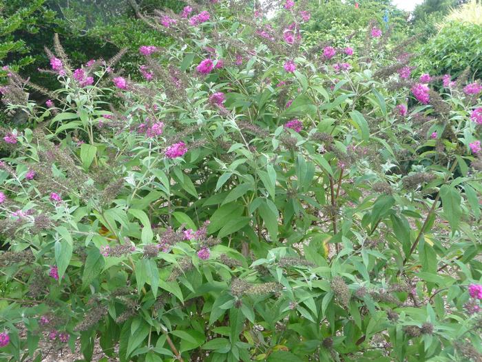 Buddleia 'Miss Ruby' from David's Nursery Buddleia 'Miss Ruby' - Butterfly Bush