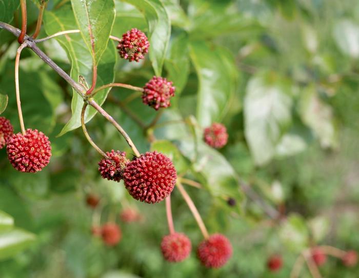 Cephalanthus occidentalis 'Sugar Shack®' from David's Nursery Cephalanthus occidentalis 'Sugar Shack®' ('SMCOSS') - Buttonbush