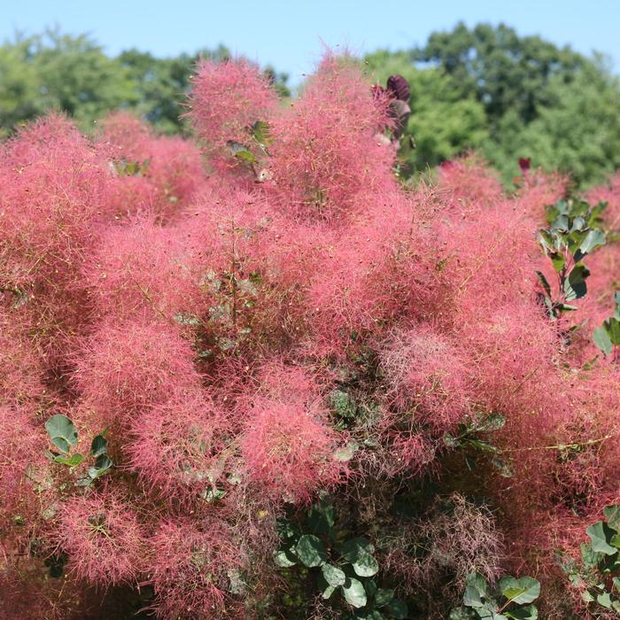 Cotinus coggygria from David's Nursery Cotinus coggygria The Velvet Fog® ('SMNCCPP3') - Smokebush