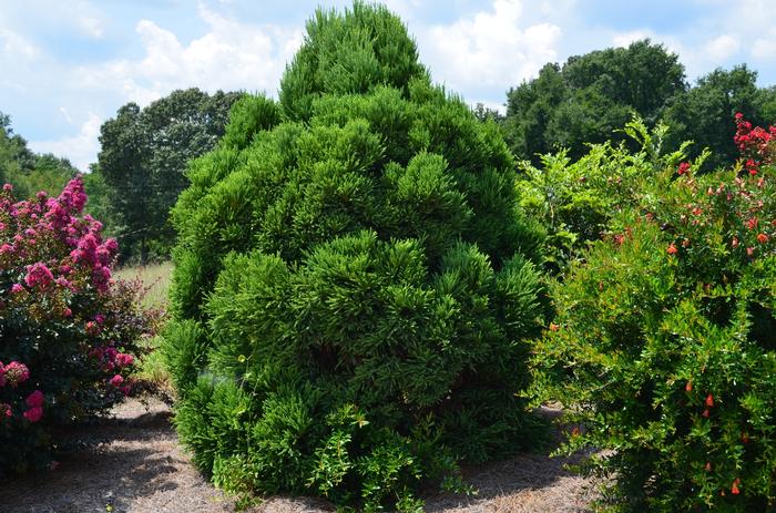 Cryptomeria japonica 'Chapel View™' from David's Nursery Cryptomeria japonica 'Chapel View™' ('PIICJ-I') - Japanese Cedar