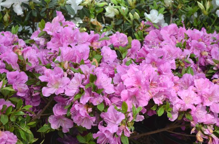 Rhododendron 'Autumn Lilac®' from David's Nursery Rhododendron Encore® 'Autumn Lilac®' ('Robles') - Azalea
