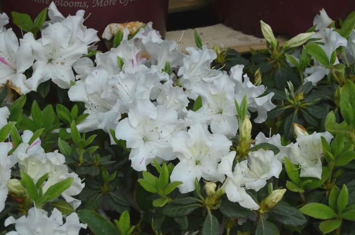 Rhododendron 'Autumn Lily®' from David's Nursery Rhododendron Encore® 'Autumn Lily®' ('Roblex') - Azalea
