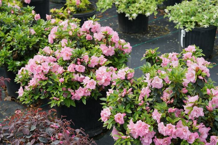 Rhododendron 'Double Pink' from David's Nursery Rhododendron Perfecto Mundo® 'Double Pink' ('NCRX3') - Reblooming Azalea