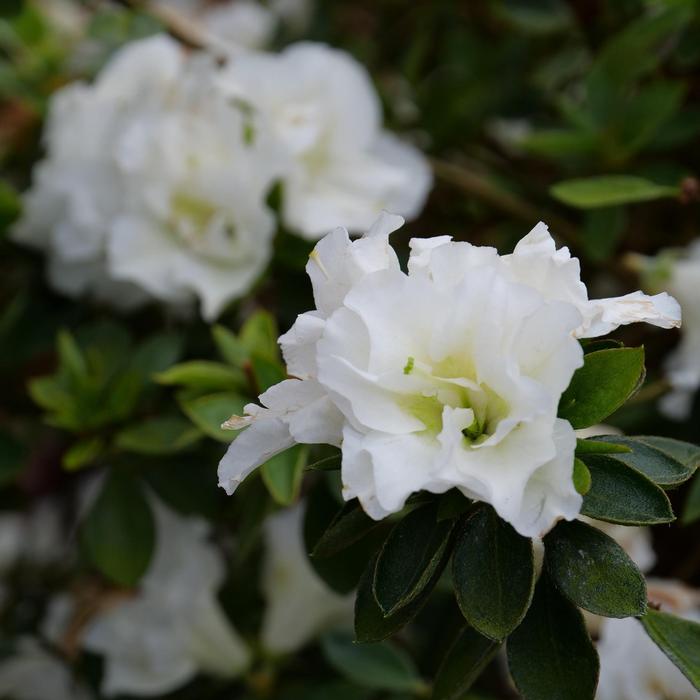 Rhododendron 'Double White' from David's Nursery Rhododendron Perfecto Mundo® 'Double White' ('NCRX5') - Reblooming Azalea