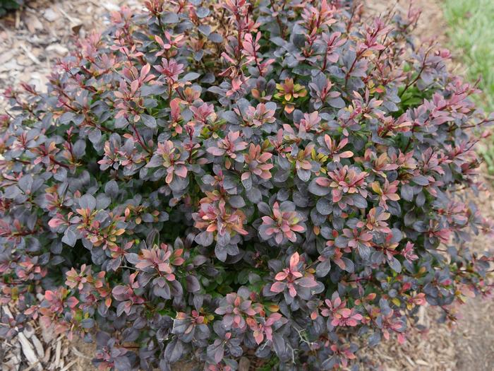 Berberis thunbergii 'Sunjoy Todo®' from David's Nursery Berberis thunbergii 'Sunjoy Todo®' ('NCBX1') - Barberry
