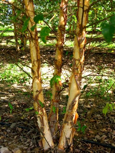 Betula nigra 'Dura Heat®' from David's Nursery Betula nigra 'Dura Heat®' - River Birch