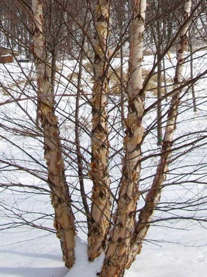 Betula nigra 'Heritage®' from David's Nursery Betula nigra 'Heritage®' ('Cully') - River Birch
