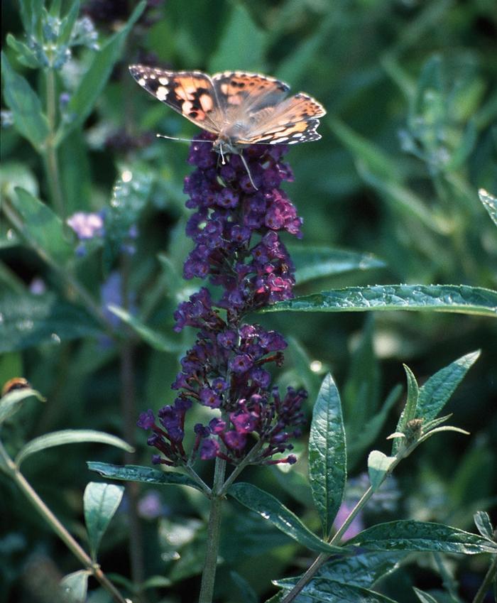 Buddleia davidii 'Black Knight' from David's Nursery Buddleia davidii 'Black Knight' - Butterfly Bush