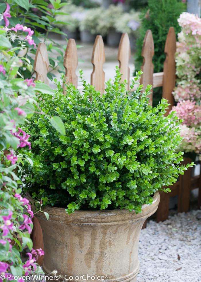 Buxus microphylla 'Sprinter®' from David's Nursery Buxus microphylla 'Sprinter®' ('Bulthouse') - Boxwood