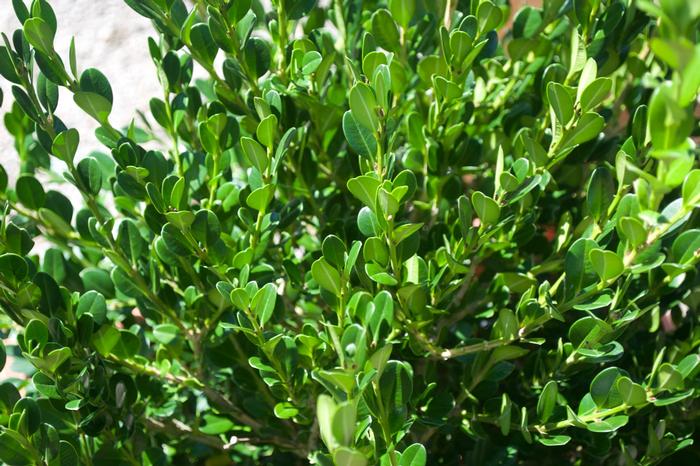 Buxus microphylla japonica 'Winter Gem' from David's Nursery Buxus microphylla japonica 'Winter Gem' - Boxwood