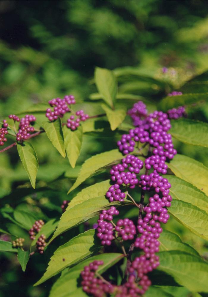 Callicarpa dichotoma 'Purple Pride' from David's Nursery Callicarpa dichotoma 'Purple Pride' - Beautyberry