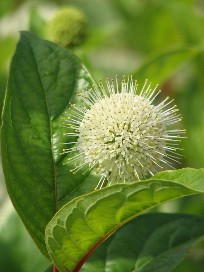 Cephalanthus occidentalis 'Fiber Optics®' from David's Nursery Cephalanthus occidentalis 'Fiber Optics®' ('Bailoptics') - Buttonbush