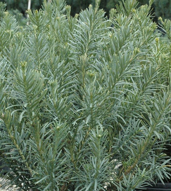 Cephalotaxus harringtonia 'Fastigiata' from David's Nursery Cephalotaxus harringtonia 'Fastigiata' - Japanese Plum Yew