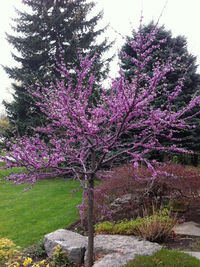 Cercis canadensis from David's Nursery Cercis canadensis - Eastern Redbud