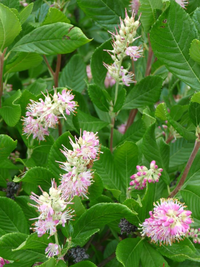 Clethra alnifolia 'Ruby Spice' from David's Nursery Clethra alnifolia 'Ruby Spice' - Summersweet