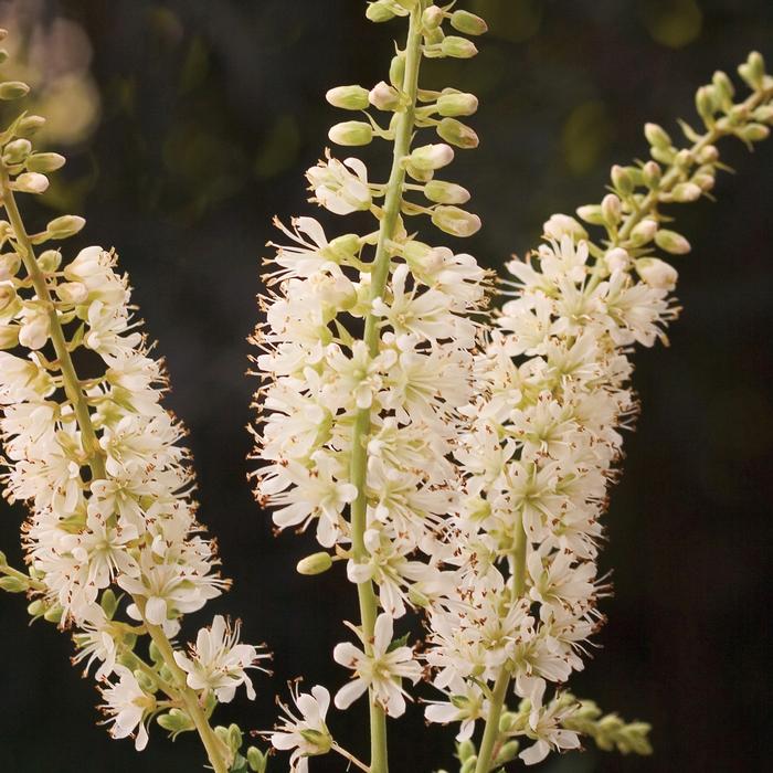 Clethra alnifolia 'Vanilla Spice®' from David's Nursery Clethra alnifolia 'Vanilla Spice®' ('Caleb') - Summersweet