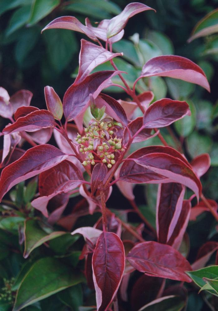 Cornus racemosa 'Geazam' from David's Nursery Cornus racemosa 'Geazam' - Geauga® Gray Dogwood