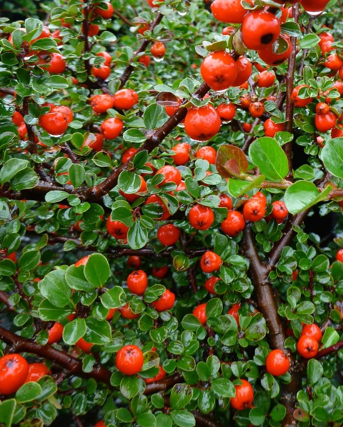 Cotoneaster apiculatus from David's Nursery Cotoneaster apiculatus - Cranberry Cotoneaster