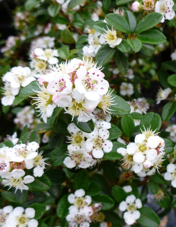Cotoneaster dammeri 'Coral Beauty' from David's Nursery Cotoneaster dammeri 'Coral Beauty' - Cotoneaster