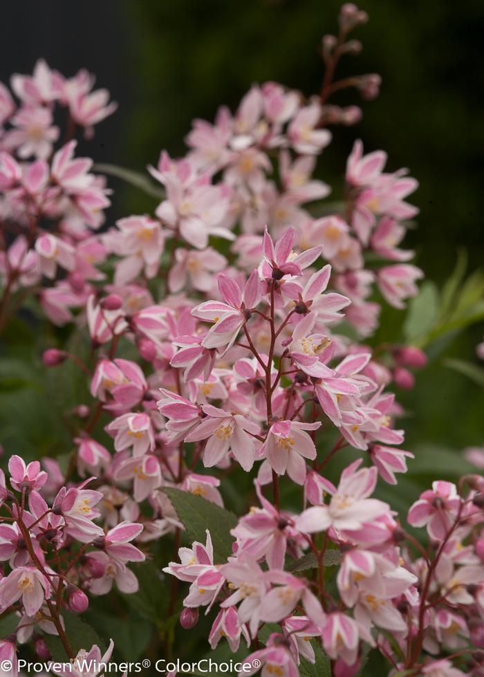 Deutzia 'Yuki Cherry Blossom®' from David's Nursery Deutzia 'Yuki Cherry Blossom®' ('NCDX2') - Deutzia
