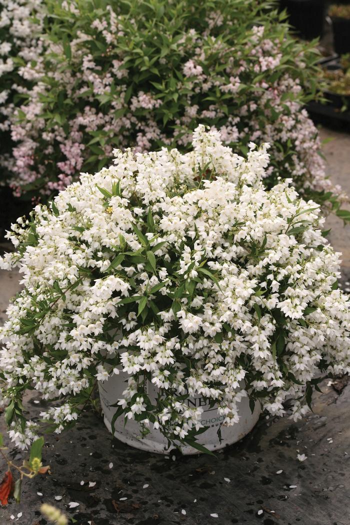Deutzia 'Yuki Snowflake®' from David's Nursery Deutzia 'Yuki Snowflake®' ('NCDX1') - Deutzia