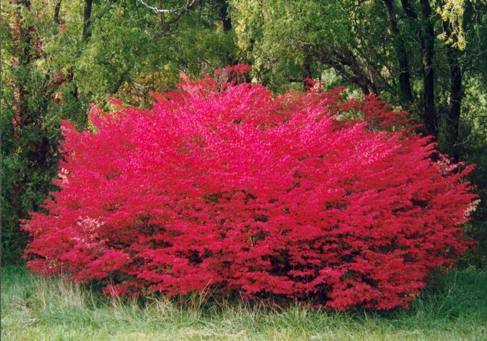 Euonymus alatus 'Compactus' from David's Nursery Euonymus alatus 'Compactus' - Winged Burning Bush