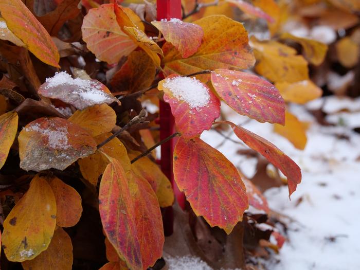 Fothergilla x intermedia 'Legend of the Fall®' from David's Nursery Fothergilla x intermedia 'Legend of the Fall®' ('Alice') - Bottlebrush