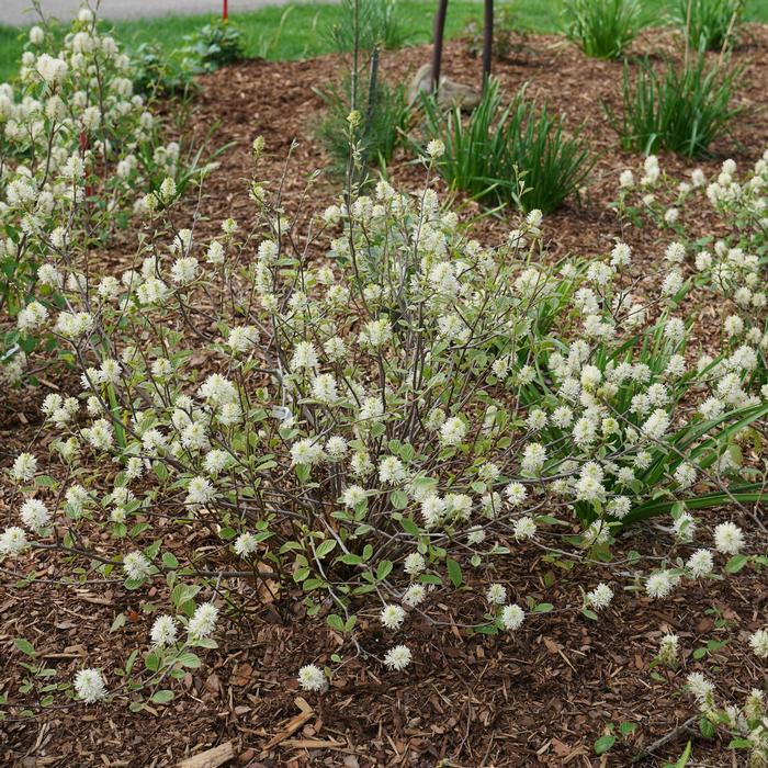 Fothergilla x intermedia 'Legend of the Small®' from David's Nursery Fothergilla x intermedia 'Legend of the Small®' ('NCFl1') - Bottlebrush